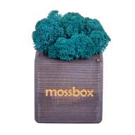 Набор с живым мхом MossBox black moray cube - Набор с живым мхом MossBox black moray cube