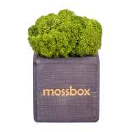 Набор с живым мхом MossBox black green cube - Набор с живым мхом MossBox black green cube